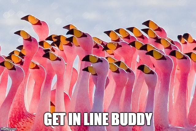 Circle of flamingo | GET IN LINE BUDDY | image tagged in circle of flamingo | made w/ Imgflip meme maker