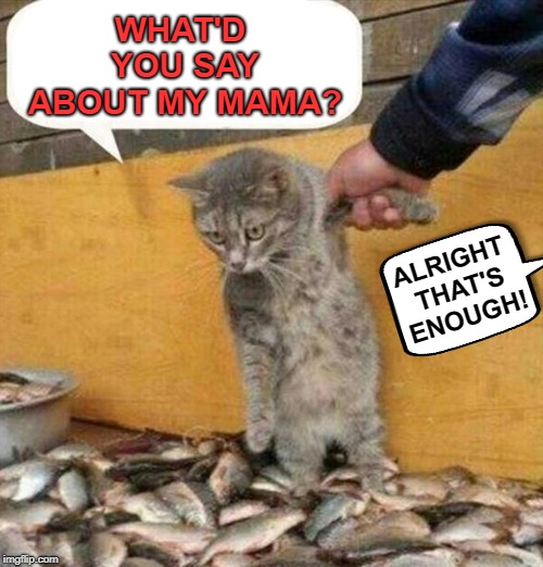 Belligerent Cat | WHAT'D YOU SAY ABOUT MY MAMA? ALRIGHT THAT'S ENOUGH! | image tagged in funny memes,cat,fish,yo mama | made w/ Imgflip meme maker