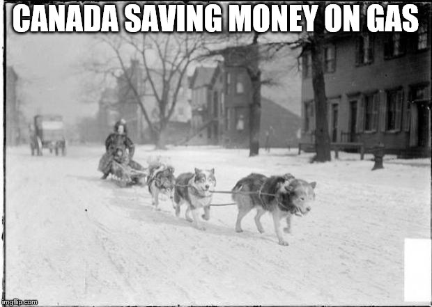Canada saving money on gas | CANADA SAVING MONEY ON GAS | image tagged in dog sled,canada winter,dogs,pet,snow sled dogs | made w/ Imgflip meme maker