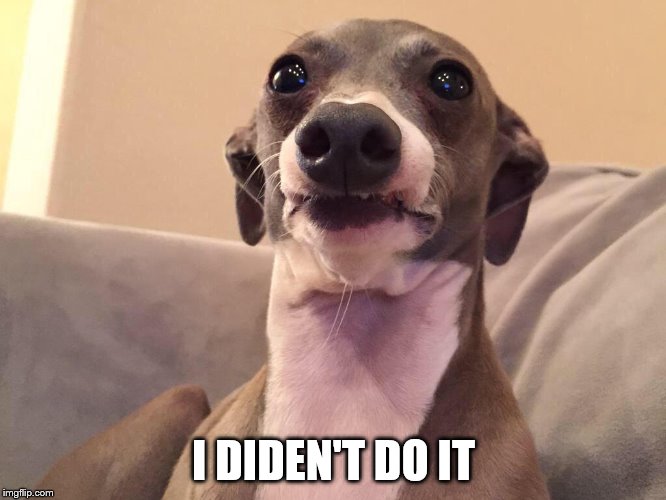 I diden't do it | I DIDEN'T DO IT | image tagged in cermit the dogo,dog,funny,dog poop | made w/ Imgflip meme maker
