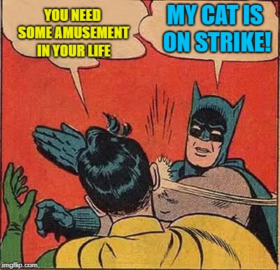 Batman Slapping Robin Meme | YOU NEED SOME AMUSEMENT IN YOUR LIFE MY CAT IS ON STRIKE! | image tagged in memes,batman slapping robin | made w/ Imgflip meme maker