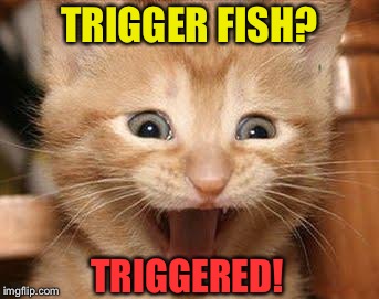 TRIGGER FISH? TRIGGERED! | made w/ Imgflip meme maker