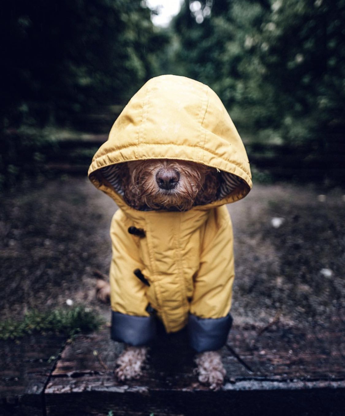 Rainy Pup Blank Meme Template