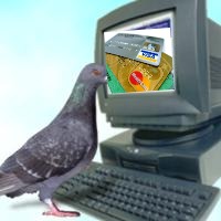  pigeon on a computer  | image tagged in pigeon on a computer | made w/ Imgflip meme maker
