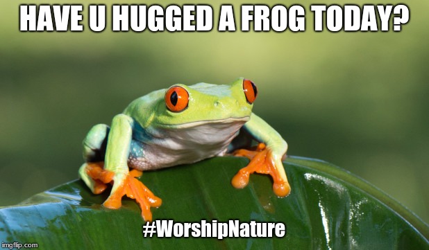 Hug a Frog | HAVE U HUGGED A FROG TODAY? #WorshipNature | image tagged in frog | made w/ Imgflip meme maker