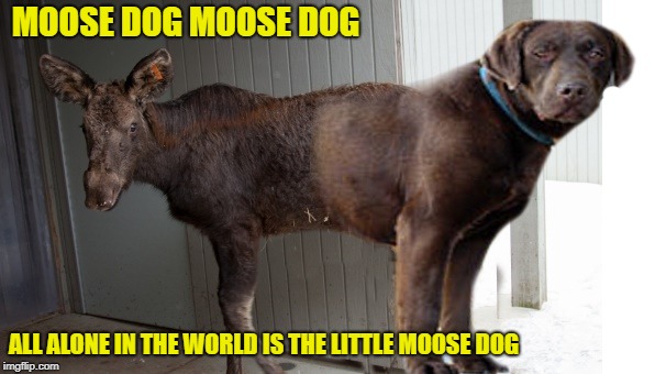 MOOSE DOG MOOSE DOG; ALL ALONE IN THE WORLD IS THE LITTLE MOOSE DOG | made w/ Imgflip meme maker