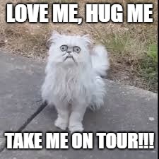 LOVE ME, HUG ME; TAKE ME ON TOUR!!! | image tagged in cat | made w/ Imgflip meme maker