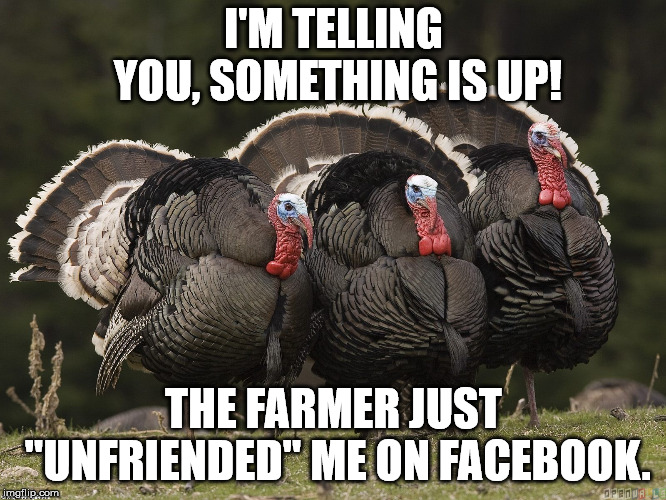 I'M TELLING YOU, SOMETHING IS UP! THE FARMER JUST "UNFRIENDED" ME ON FACEBOOK. | image tagged in three turkeys | made w/ Imgflip meme maker