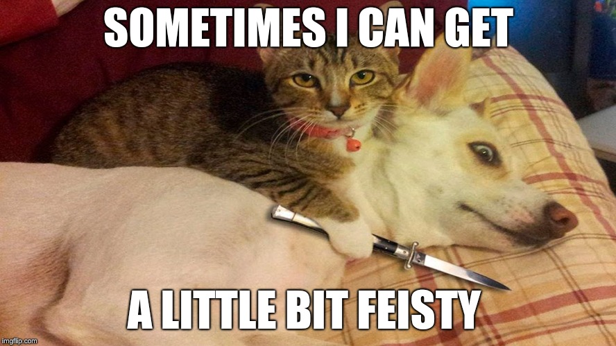 When your cat turns against you | SOMETIMES I CAN GET; A LITTLE BIT FEISTY | image tagged in funny memes | made w/ Imgflip meme maker