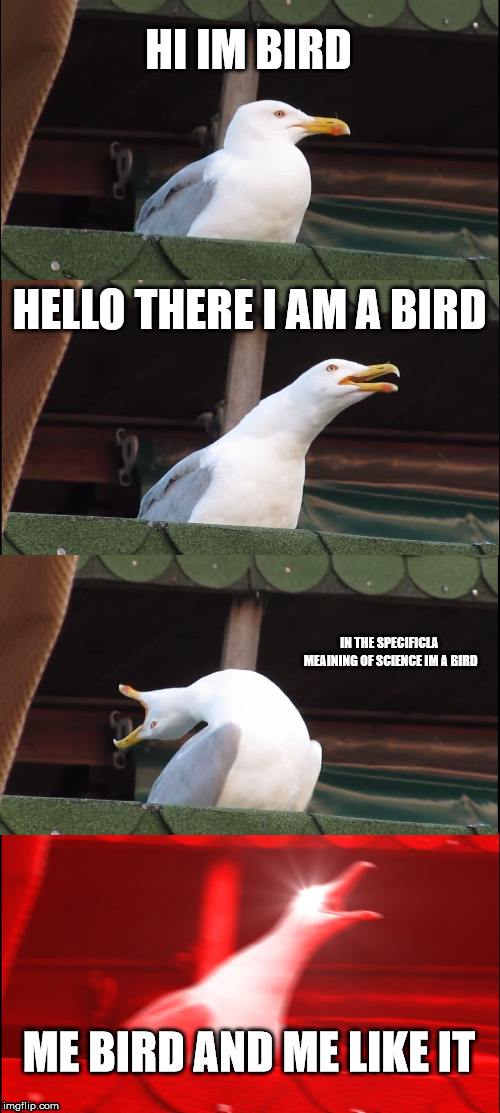 Inhaling Seagull | HI IM BIRD; HELLO THERE I AM A BIRD; IN THE SPECIFICLA MEAINING OF SCIENCE IM A BIRD; ME BIRD AND ME LIKE IT | image tagged in memes,inhaling seagull | made w/ Imgflip meme maker
