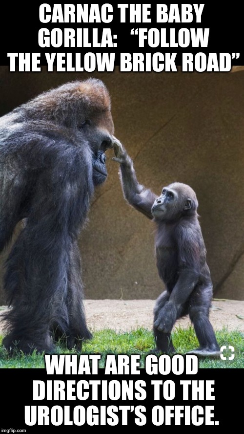 CARNAC THE BABY GORILLA:   “FOLLOW THE YELLOW BRICK ROAD”; WHAT ARE GOOD DIRECTIONS TO THE UROLOGIST’S OFFICE. | made w/ Imgflip meme maker