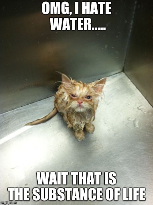 Kill You Cat Meme | OMG, I HATE WATER..... WAIT THAT IS THE SUBSTANCE OF LIFE | image tagged in memes,kill you cat | made w/ Imgflip meme maker