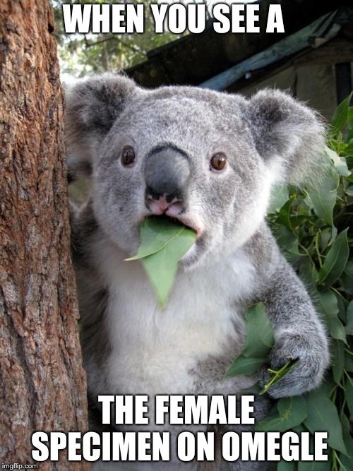Surprised Koala | WHEN YOU SEE A; THE FEMALE SPECIMEN ON OMEGLE | image tagged in memes,surprised koala | made w/ Imgflip meme maker