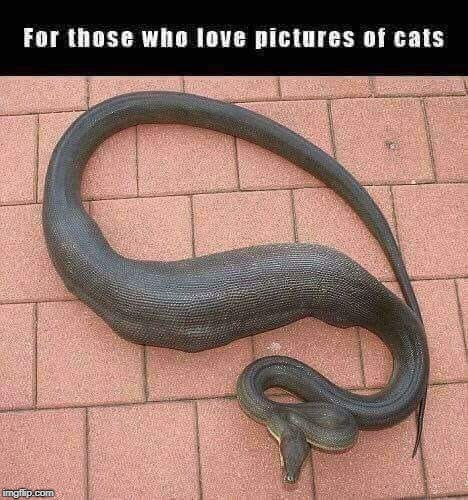 Another stolen classic. This one usually gets a reaction.  | image tagged in snakes,cats,memes,stolen,funny,repost | made w/ Imgflip meme maker