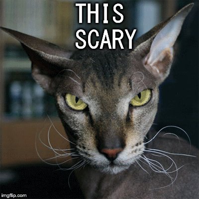 cat being scary | THIS SCARY | image tagged in gif,cat,scary | made w/ Imgflip meme maker