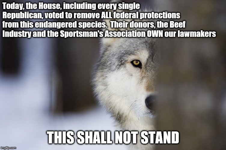 Today, the House, including every single Republican, voted to remove ALL federal protections from this endangered species.  Their donors, the Beef Industry and the Sportsman's Association OWN our lawmakers; THIS SHALL NOT STAND | image tagged in wolf,politics,endangered species,lobbyists,congress | made w/ Imgflip meme maker