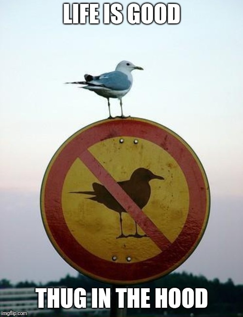 Seagull on top of "no seagull" sign | LIFE IS GOOD THUG IN THE HOOD | image tagged in seagull on top of no seagull sign | made w/ Imgflip meme maker