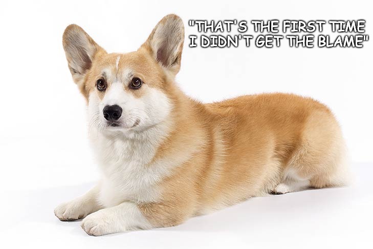 "THAT'S THE FIRST TIME I DIDN'T GET THE BLAME" | made w/ Imgflip meme maker