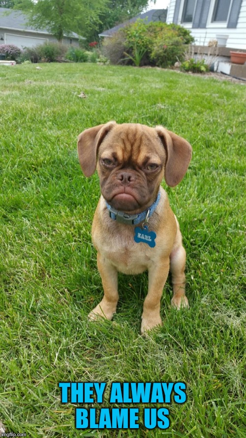 Earl The Grumpy Dog | THEY ALWAYS BLAME US | image tagged in earl the grumpy dog | made w/ Imgflip meme maker