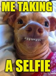 teeth dog | ME TAKING; A SELFIE | image tagged in teeth dog | made w/ Imgflip meme maker