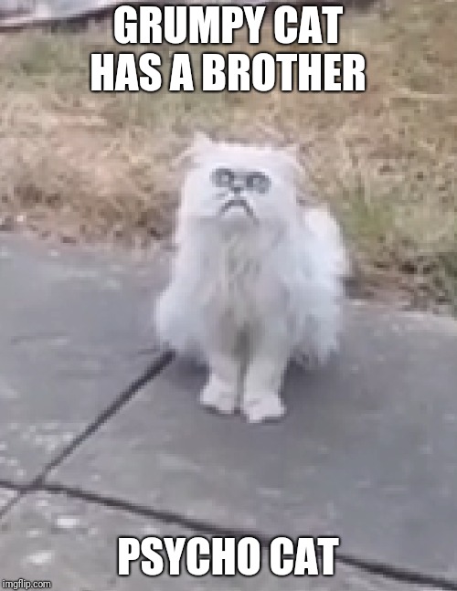Omg.. I can't stop laughing at this  | GRUMPY CAT HAS A BROTHER; PSYCHO CAT | image tagged in grumpy cat,psycho cat,wtf | made w/ Imgflip meme maker