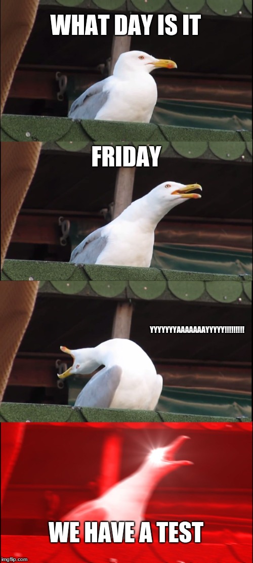 Inhaling Seagull Meme | WHAT DAY IS IT; FRIDAY; YYYYYYYAAAAAAAYYYYY!!!!!!!!! WE HAVE A TEST | image tagged in memes,inhaling seagull | made w/ Imgflip meme maker
