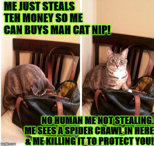 ME JUST STEALS TEH MONEY SO ME CAN BUYS MAH CAT NIP! NO HUMAN ME NOT STEALING. ME SEES A SPIDER CRAWL IN HERE & ME KILLING IT TO PROTECT YOU! | image tagged in thieving cat | made w/ Imgflip meme maker