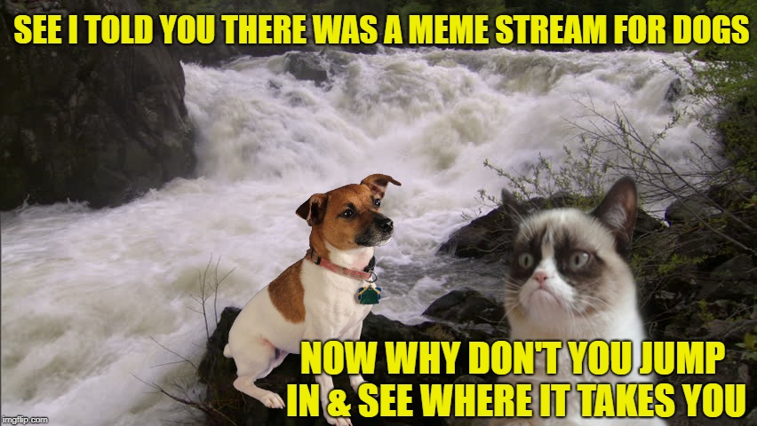 Violent Stream  | SEE I TOLD YOU THERE WAS A MEME STREAM FOR DOGS; NOW WHY DON'T YOU JUMP IN & SEE WHERE IT TAKES YOU | image tagged in funny memes,cat,grumpy cat,cat memes,dogs,meme stream | made w/ Imgflip meme maker