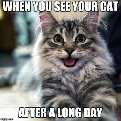 The Happy Cat | WHEN YOU SEE YOUR CAT; AFTER A LONG DAY | image tagged in the happy cat,cats | made w/ Imgflip meme maker