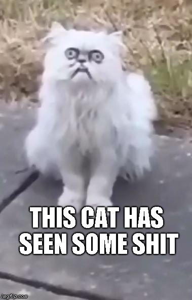This cat has seen some shit | THIS CAT HAS SEEN SOME SHIT | image tagged in cat,ptsd cat | made w/ Imgflip meme maker