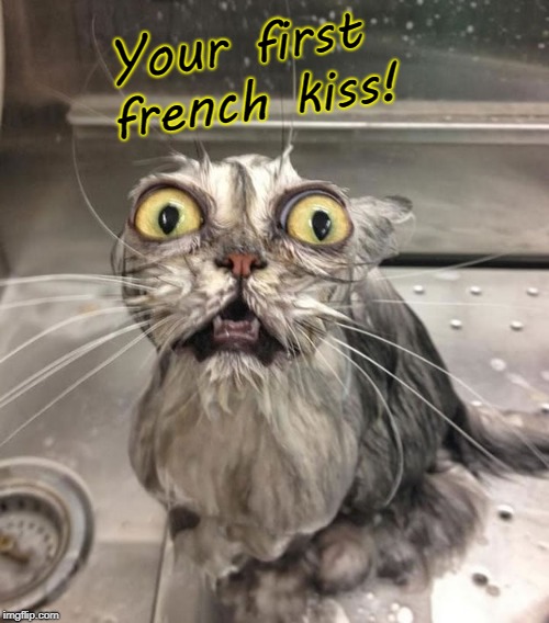 Wet Scary Cat | Your first french kiss! | image tagged in wet scary cat | made w/ Imgflip meme maker