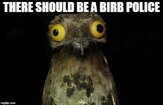 Weird Stuff I Do Potoo Meme | THERE SHOULD BE A BIRB POLICE | image tagged in memes,weird stuff i do potoo | made w/ Imgflip meme maker