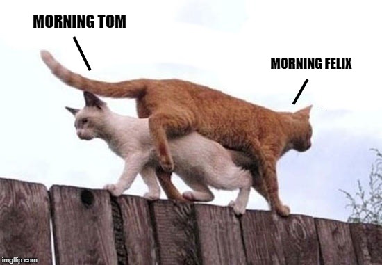 off to work | MORNING TOM; MORNING FELIX | image tagged in cats,on fence | made w/ Imgflip meme maker