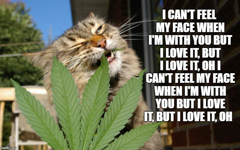 edibles  | I CAN'T FEEL MY FACE WHEN I'M WITH YOU
BUT I LOVE IT, BUT I LOVE IT, OH
I CAN'T FEEL MY FACE WHEN I'M WITH YOU
BUT I LOVE IT, BUT I LOVE IT, OH | image tagged in cat,eating weed,singing | made w/ Imgflip meme maker