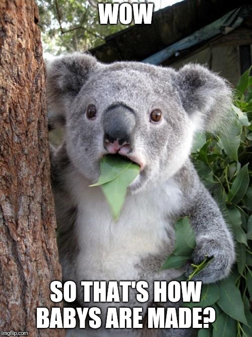 Surprised Koala | WOW; SO THAT'S HOW BABYS ARE MADE? | image tagged in memes,surprised koala | made w/ Imgflip meme maker