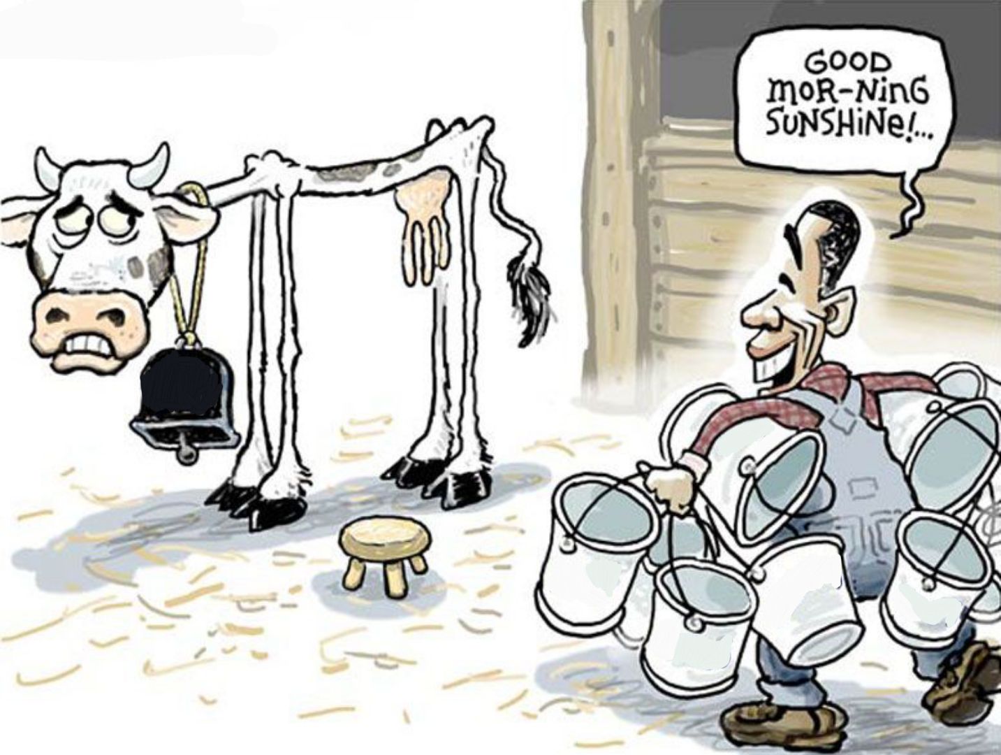 milking the cow. 