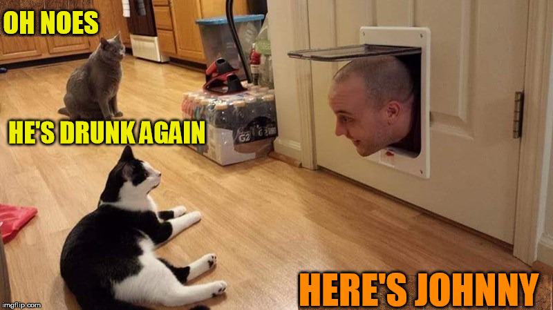 Little cats, little cats, let me come in | OH NOES; HE'S DRUNK AGAIN; HERE'S JOHNNY | image tagged in cat memes,here's johnny,not again | made w/ Imgflip meme maker