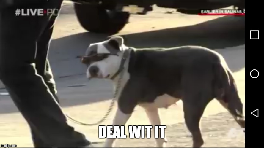 Deal with it doge | DEAL WIT IT | image tagged in dog,sunglasses,sunglass doge,deal with it | made w/ Imgflip meme maker