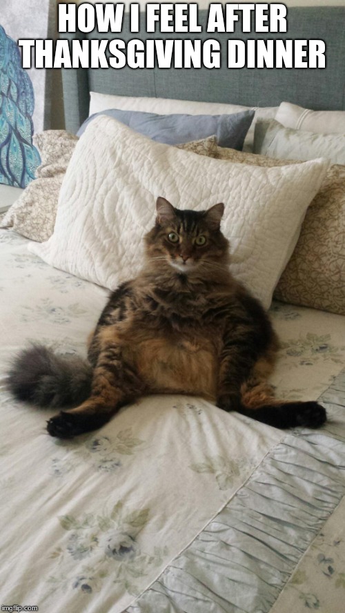 Fat cat | HOW I FEEL AFTER THANKSGIVING DINNER | image tagged in fat cat | made w/ Imgflip meme maker