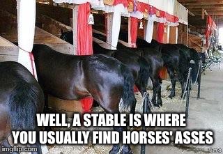 Horses Asses 2 | WELL, A STABLE IS WHERE YOU USUALLY FIND HORSES' ASSES | image tagged in horses asses 2 | made w/ Imgflip meme maker
