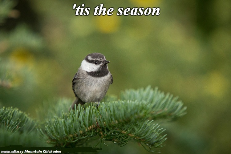 'tis the season | image tagged in sassychick | made w/ Imgflip meme maker