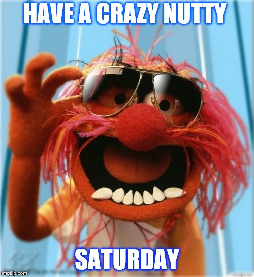 have a crazy nutty saturday |  HAVE A CRAZY NUTTY; SATURDAY | image tagged in have a great day,animal,funny meme | made w/ Imgflip meme maker