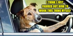 dog in car | I THINK I JUST FIGURED OUT HOW TO WORK THIS THING MYSELF | image tagged in dog in car | made w/ Imgflip meme maker