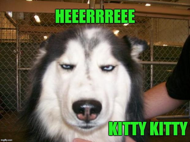 Annoyed Dog | HEEERRREEE; KITTY KITTY | image tagged in annoyed dog | made w/ Imgflip meme maker