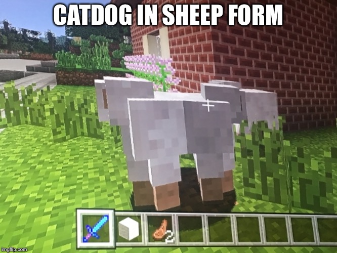 Minecraft Sheep | CATDOG IN SHEEP FORM | image tagged in sheep,minecraft,cats,dogs | made w/ Imgflip meme maker