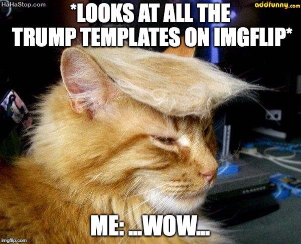 donald trump cat | *LOOKS AT ALL THE TRUMP TEMPLATES ON IMGFLIP*; ME: ...WOW... | image tagged in donald trump cat | made w/ Imgflip meme maker
