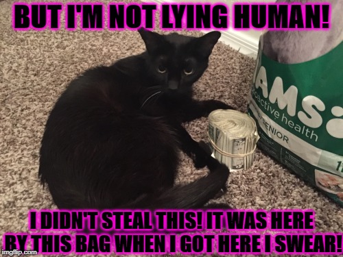BUT I'M NOT LYING HUMAN! I DIDN'T STEAL THIS! IT WAS HERE BY THIS BAG WHEN I GOT HERE I SWEAR! | image tagged in i'm not lying | made w/ Imgflip meme maker