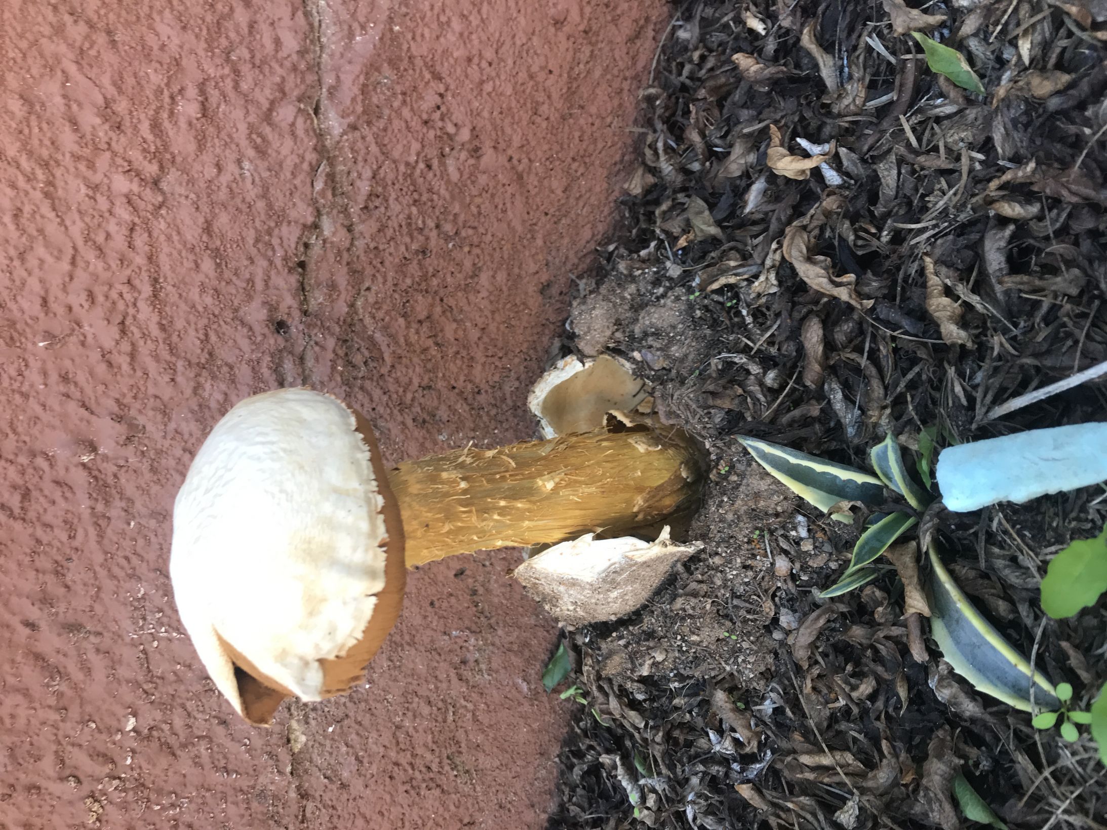 High Quality Mushroom meme Blank Meme Template