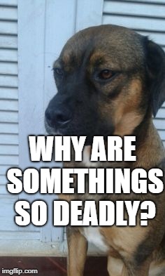 Wondering Boxweiler | WHY ARE SOMETHINGS SO DEADLY? | image tagged in wondering boxweiler | made w/ Imgflip meme maker