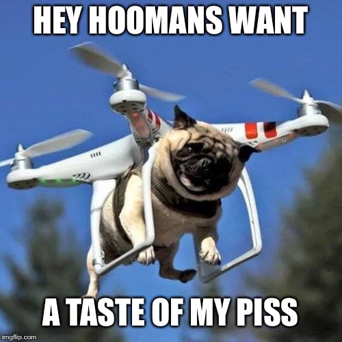 Flying Pug | HEY HOOMANS WANT; A TASTE OF MY PISS | image tagged in flying pug | made w/ Imgflip meme maker